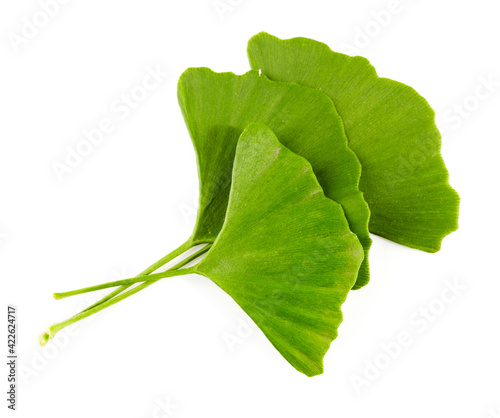 Ginkgo Biloba leaves