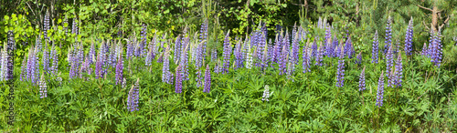 blossoming lupins on green trees background