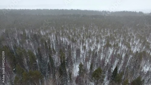 Flying over Forest During Snowfall.	Video shooting is carried out from above with the help of a drone in winter during a snowfall. Below is a pine forest. Snowflakes fly towards the drone.