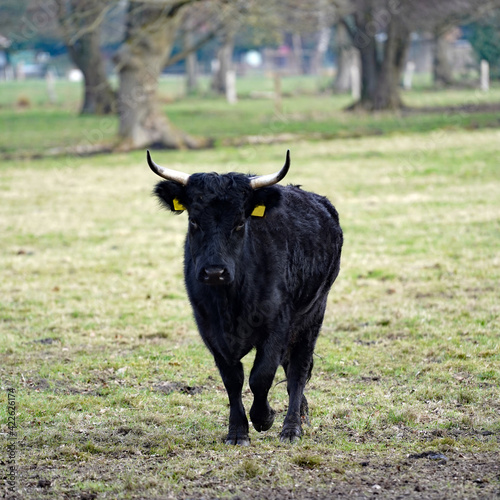 Black cow with horns. Dexter cattle are a breed of cattle originating in Ireland. Dexters are classified as a small, friendly, dual-purpose breed, used for milk and beef