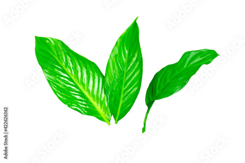 green leaf isolated on white background, ready to use in collage