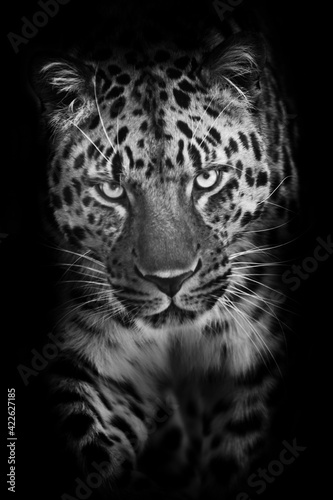 Vertical portrait of a black and white leopard walking towards you in the night, with a tilted head with an attentive gaze, a symbol African night
