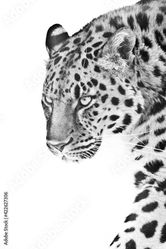 Look of a leopard walking forward in a semi-profile black and white photo