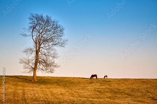 A mare and foal grazing on early spring grass.