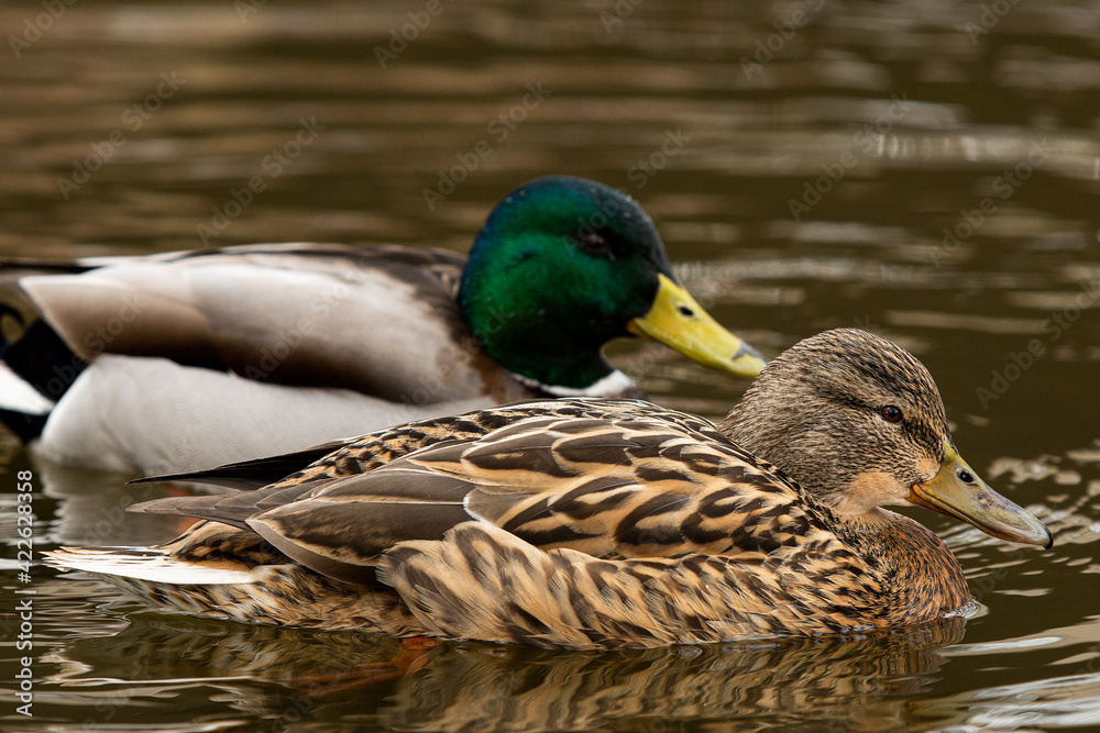 Obraz premium Female Mallard duck in foreground swimming in a lake with her male partner in the background.