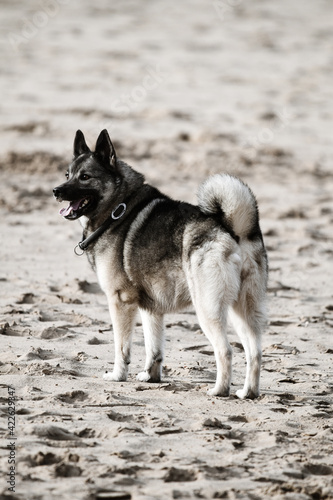 norwegian elkhound playing on the beach photo