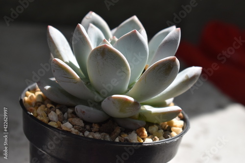 succulent plant with reflections of the sun s rays at noon