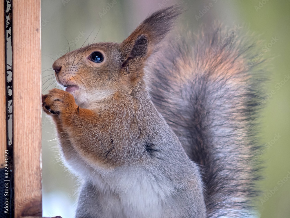Fototapeta premium A squirrel in a winter fur coat on a feeding trough in the forest.