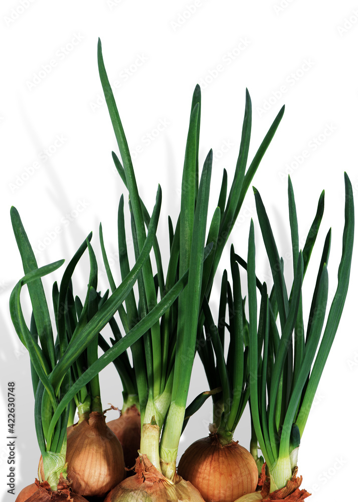 Spring seedlings of green onions at home. Lush greenery on white background in natural sunlight. Home growing concept.