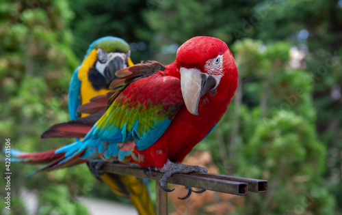Red and Yellow Macaw.