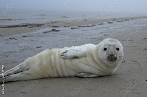 Puppy of ringed seal relaxing on the Baltic sea beach