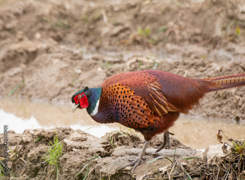 A wild male pheasant (Phasianus colchicus) in a plowed field 