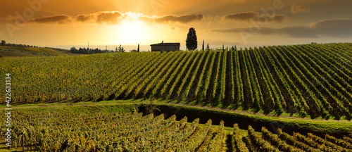 Fototapeta Naklejka Na Ścianę i Meble -  Beautiful vineyards in Tuscany region at sunset near Florence. Italy