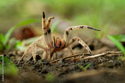 Brazilian wandering spider - Phoneutria boliviensis species of a medically important spider in family Ctenidae, found in Central and South America, dry and humid tropical forests photo