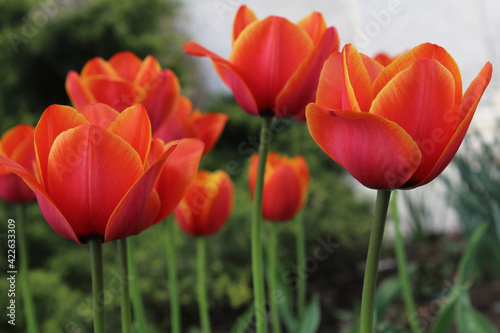 red and yellow tulips