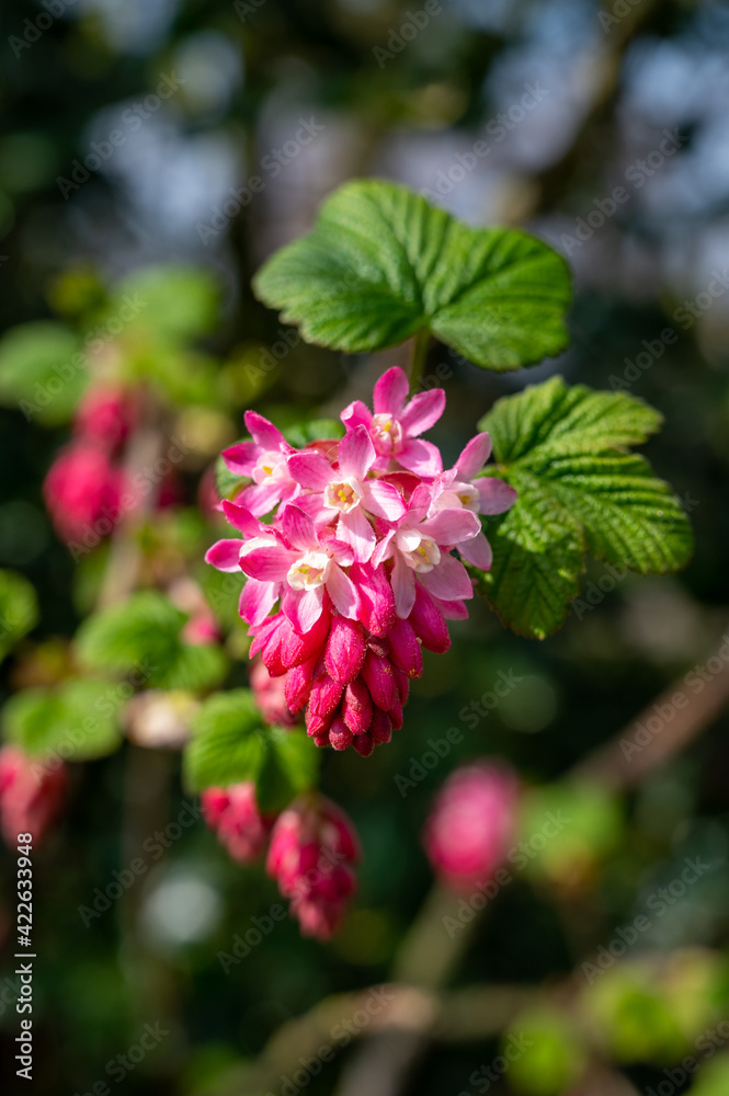 Spring blossom of pink Ribes sanguineum, flowering currant, redflower currant plant