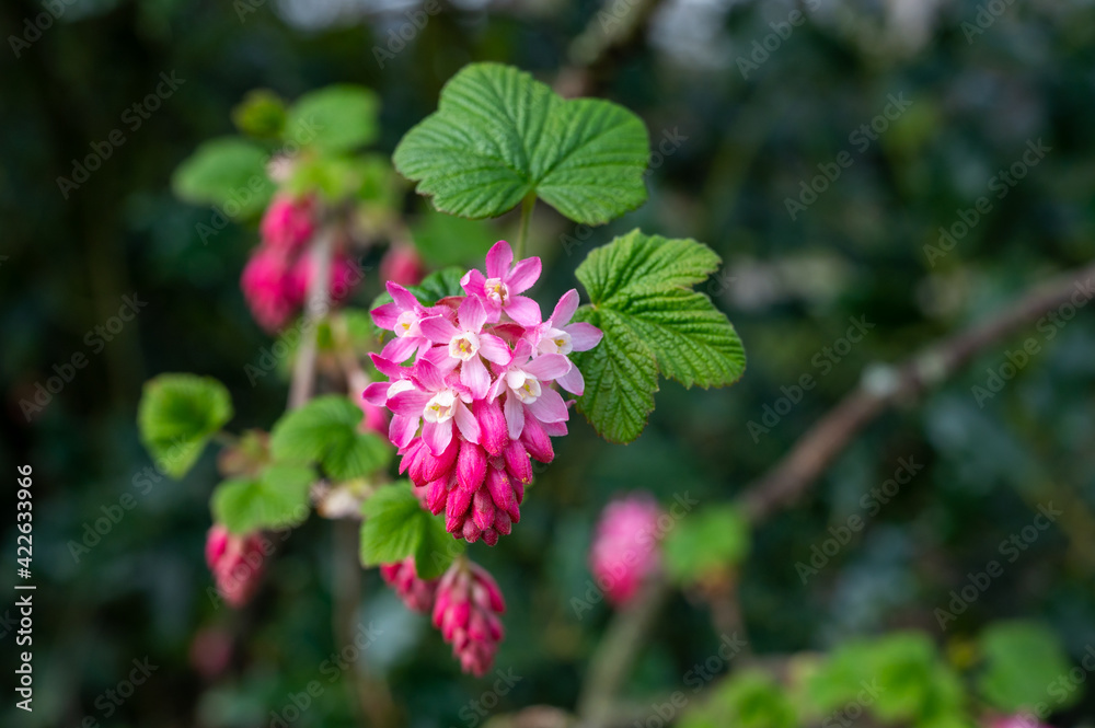 Spring blossom of pink Ribes sanguineum, flowering currant, redflower currant plant Spring blossom of pink Ribes sanguineum, flowering currant, redflower currant plant