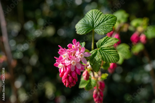 Spring blossom of pink Ribes sanguineum, flowering currant, redflower currant plant photo