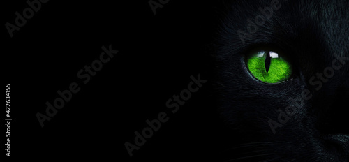 Black cat eyes. Muzzle of a black cat with green eyes on a black background, close-up.