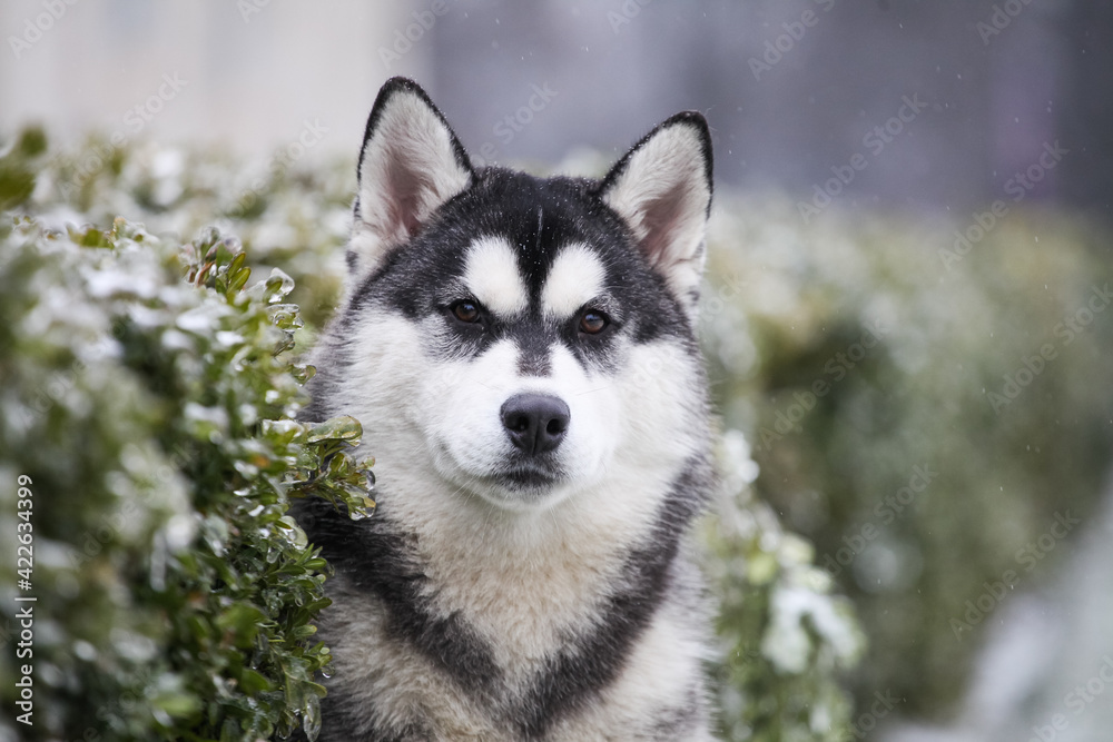 husky puppy in winter day