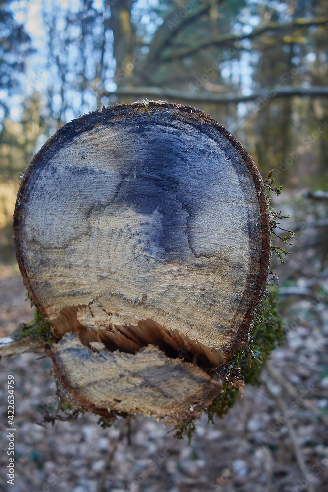 Baumstamm um Wald