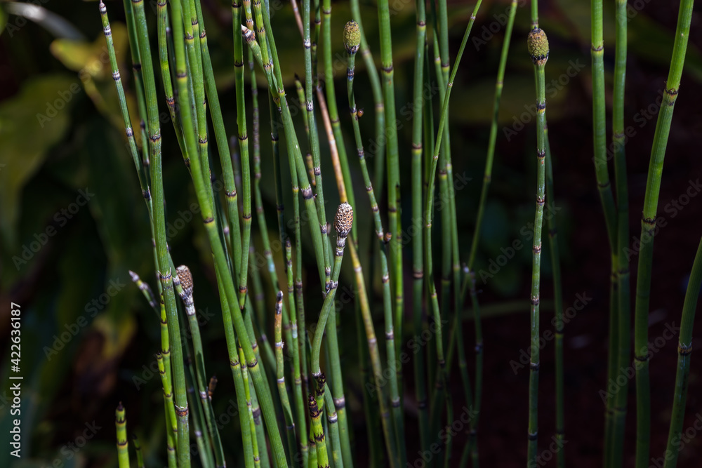 Obraz premium The equisetum plant gives that special look to the garden