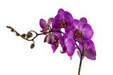 Branch of orchid phalaenopsis isolated on white background