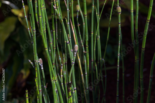 The equisetum plant gives that special look to the garden