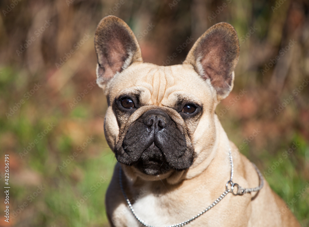 
French Bulldog in nature