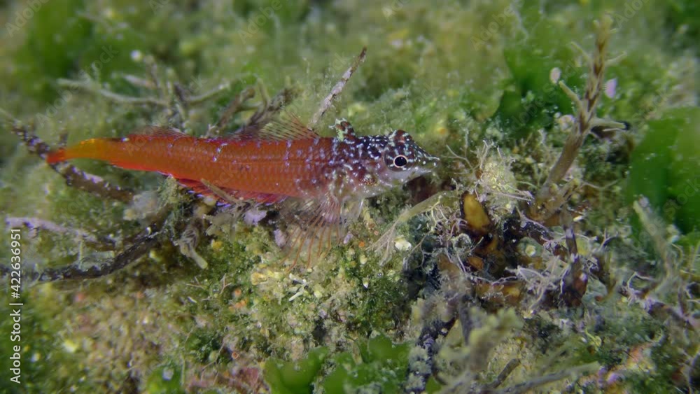 Bright red male Black Faced Blenny (Tripterygion melanurum) on a rock overgrown with green algae, extreme close-up. Mediterranean. Bright red male Black Faced Blenny (Tripterygion melanurum) on a rock overgrown with green algae, extreme close-up. Mediterranean.