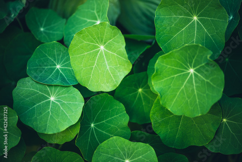 Minimalist nature background with green leaves with veins in sunlight. Beautiful minimal backdrop with leaves of nasturtium in macro. Nature minimalism with greenery. Vivid natural texture of leaves. photo