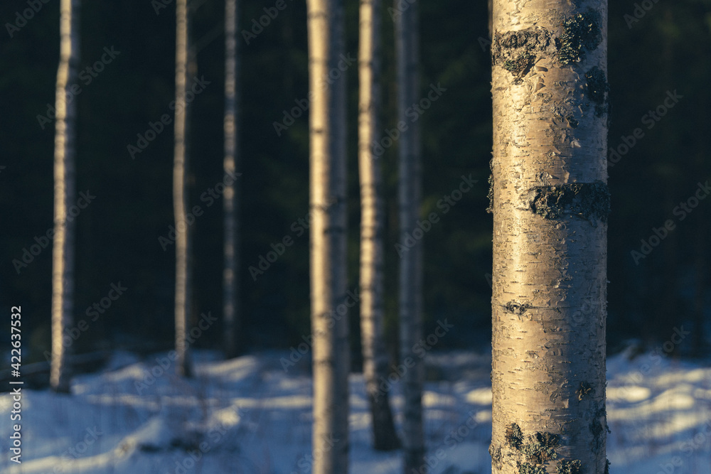 Naklejka premium Birches at Krabyskogen Forest, Toten, Norway, at winter.