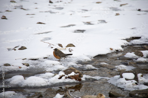 Bird in winter near-frozen riverbed