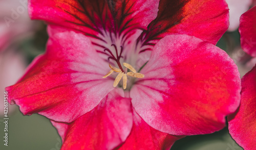 Fototapeta Naklejka Na Ścianę i Meble -  close-up of pink Regal pelargonium flower