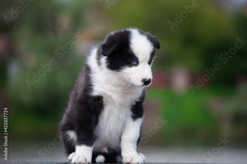 Yakut Laika puppy with blue eyes