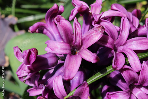 Fototapeta Naklejka Na Ścianę i Meble -  purple flowers 