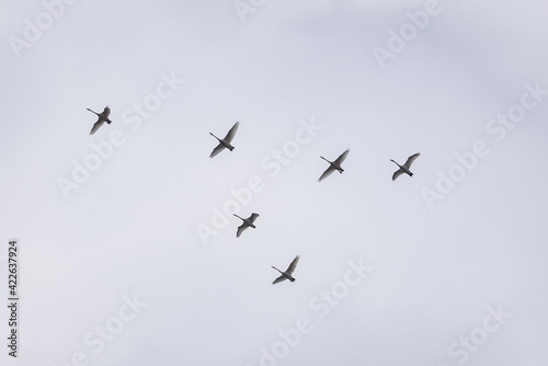 Selective focus photo. Whooper swans, Cygnus cygnus flying in the sky. First Migratory birds.