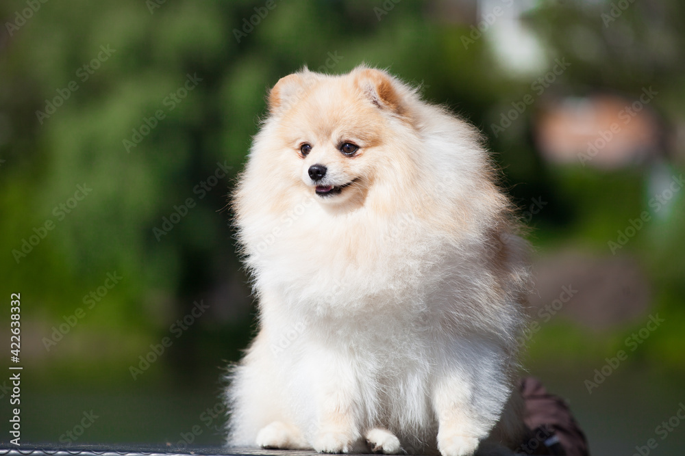 Handsome posmeran spitz on the lake Handsome posmeran spitz on the lake