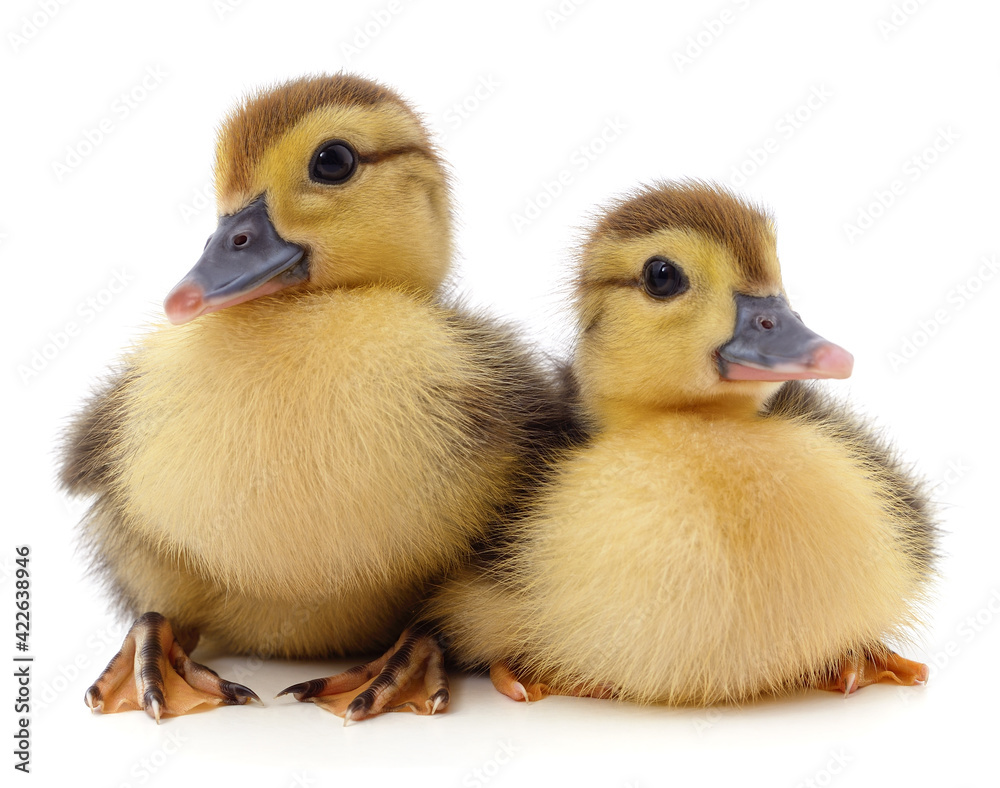 Two little yellow ducklings.