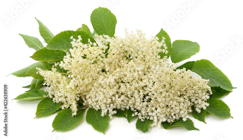 White lilac flowers with green leaves.