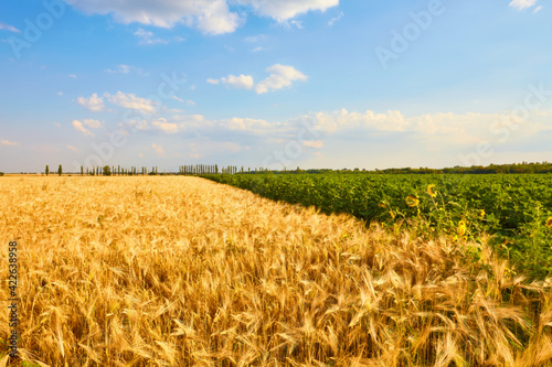 Yellow wheat field and dark blue sky