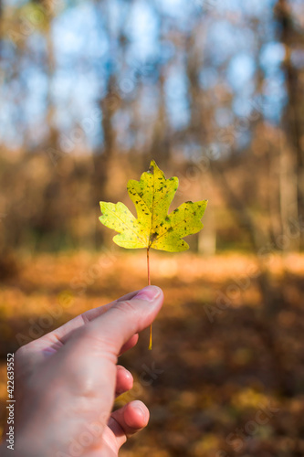 Yellow maple leaf in hand