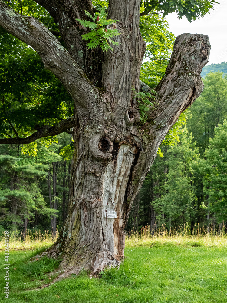 old oak tree