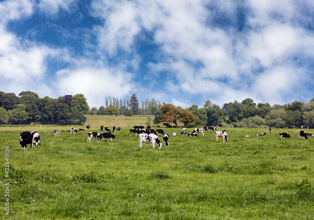 Fototapeta premium Grazing dairy cows in grassy farm pasture