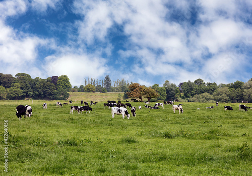 Grazing dairy cows in grassy farm pasture
