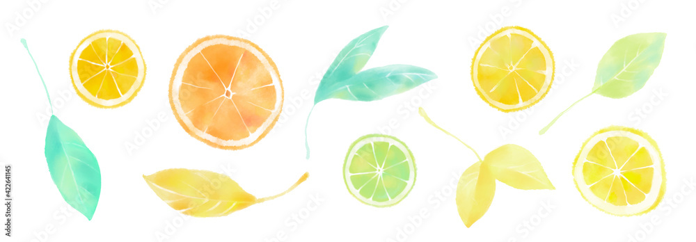 Hand drawn watercolor citrus fruit and leaf set, pastel illustration of lemon, lime and orange slices. Aquarelle sketch of eco summer food collection, isolated on white background