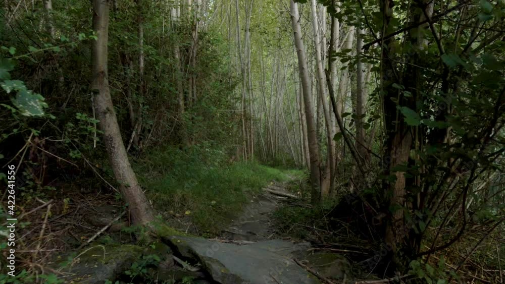 Point of view walking along a path in nature. The spring landscape in a young forest of birch and poplars. The ground is covered with grass and ivy. Point of view walking along a path in nature. The spring landscape in a young forest of birch and poplars. The ground is covered with grass and ivy.