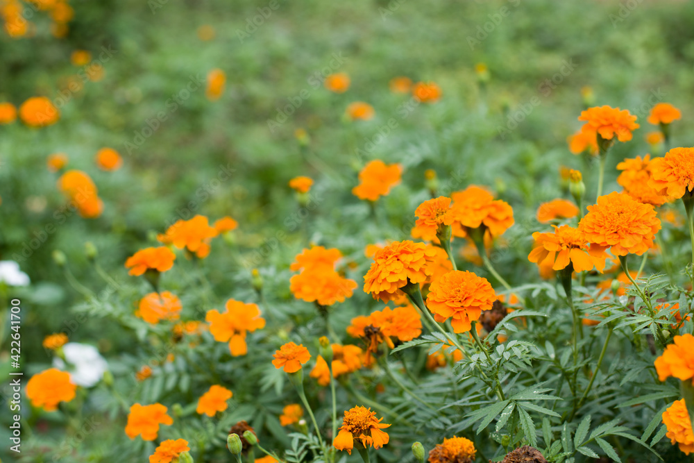 Tagetes erecta, mexican marigold, aztec marigold, Orange flowers for phrases or backgrounds