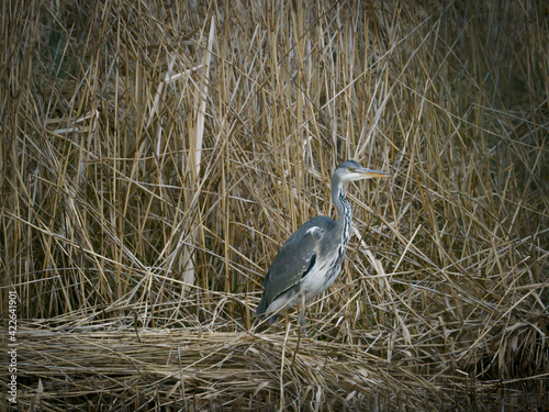 gray heron stands in the reeds on the shore of a lake