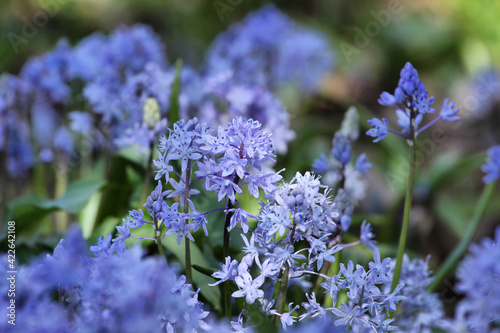 Blue Turkish Squill 'Scilla bithynica' in flower photo